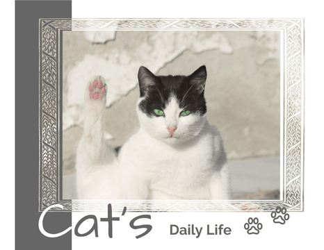 寵物照相簿 模板。 Cat's Daily Life Pet Photo Book (由 Visual Paradigm Online 的寵物照相簿軟件製作)