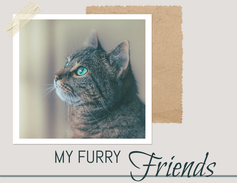 Pet Photo book template: My Furry Friends Pet Photo Book (Created by InfoART's  marker)