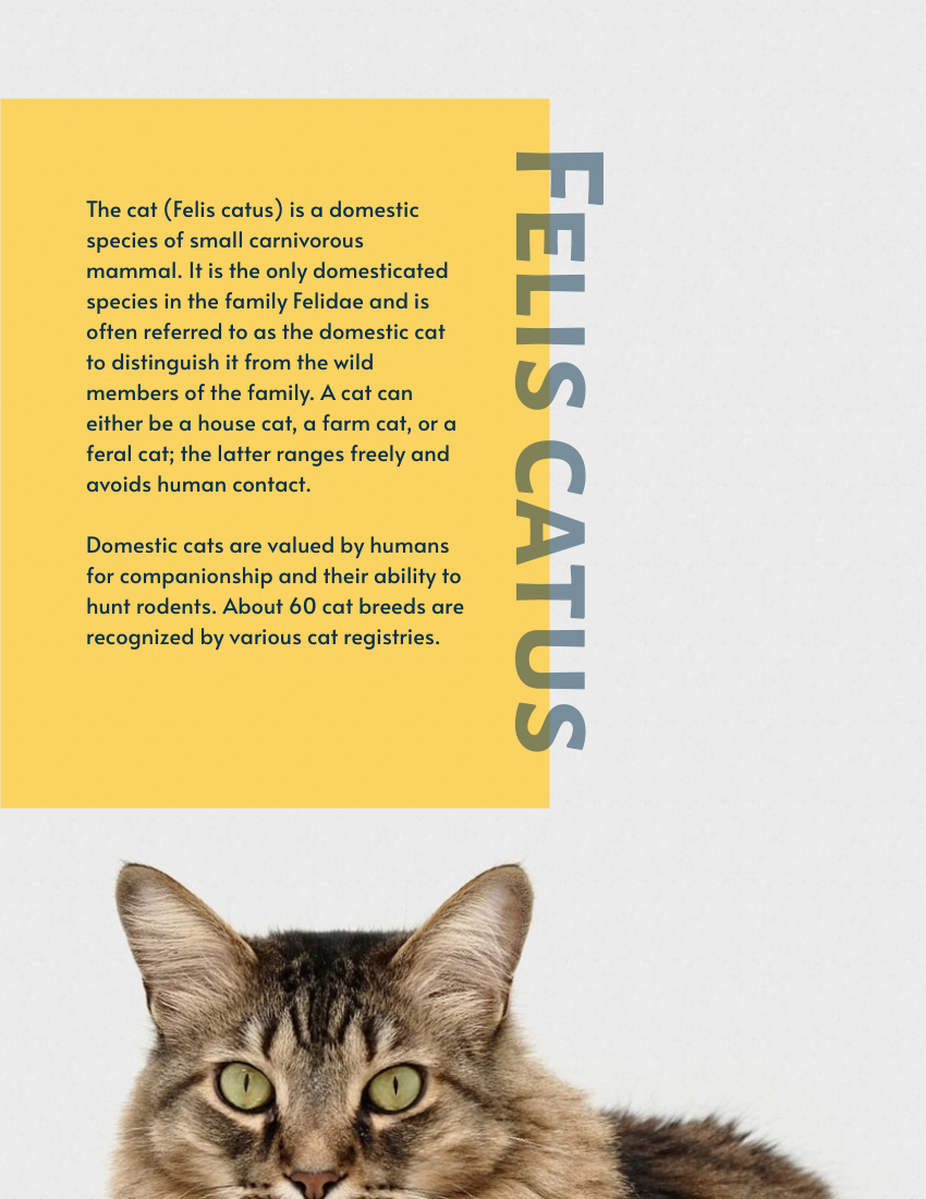 Evolution Of The Domesticated Cat Booklet