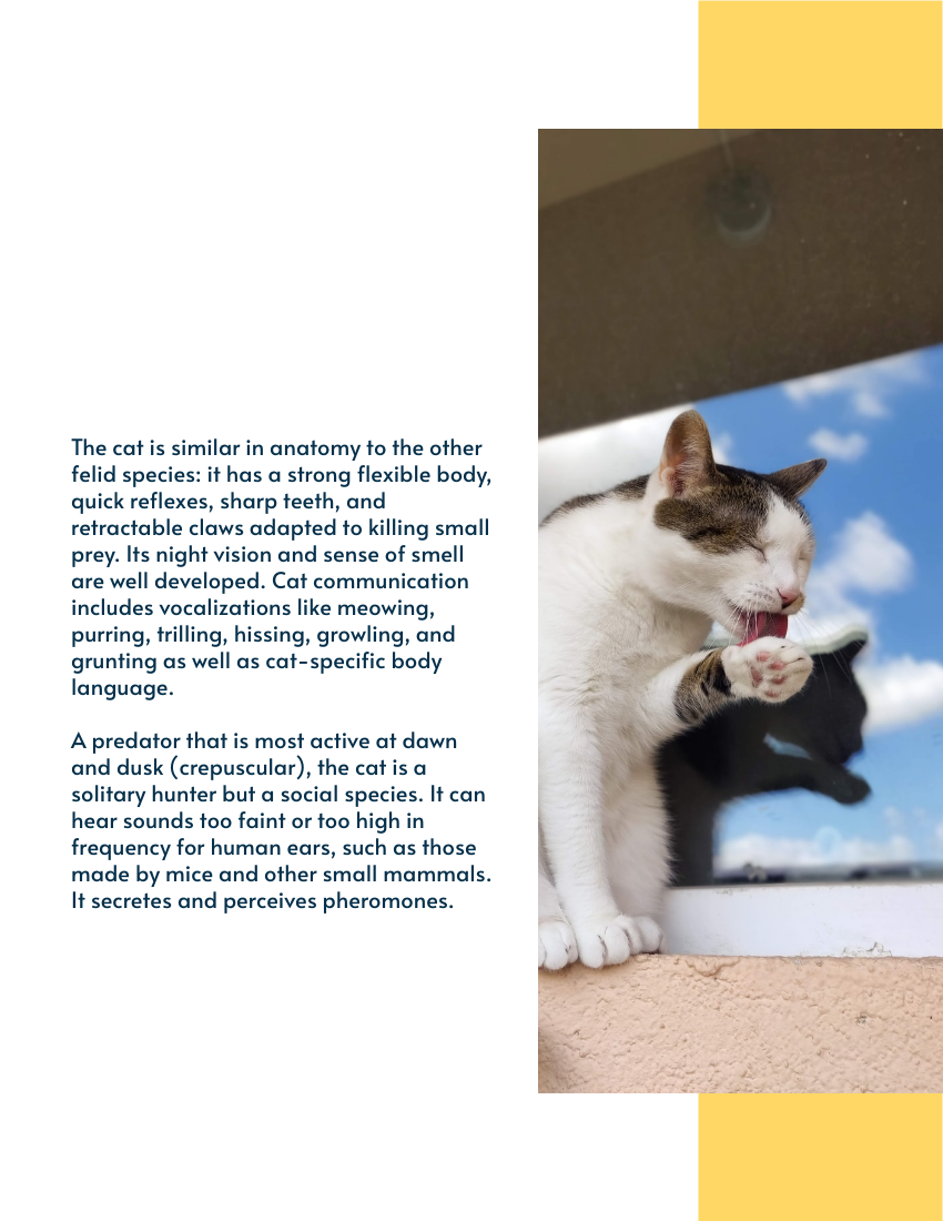 小冊子 模板。 Evolution Of The Domesticated Cat Booklet (由 Visual Paradigm Online 的小冊子軟件製作)