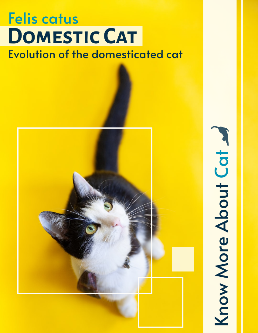 小册子 模板。Evolution Of The Domesticated Cat Booklet (由 Visual Paradigm Online 的小册子软件制作)