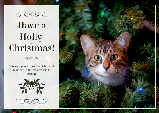 Green Cat Photo Christmas Celebration Postcard