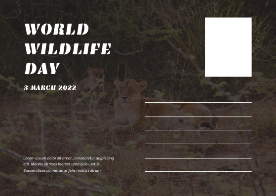 Postcard template: Brown Lion Photo World Wildlife Day Post Card (Created by Visual Paradigm Online's Postcard maker)