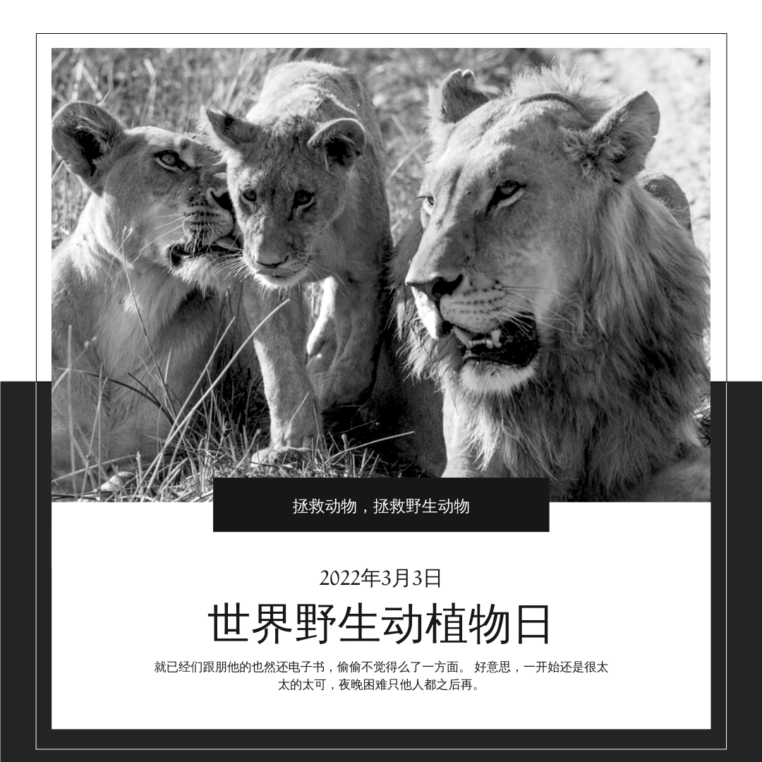 Instagram 帖子 模板。黑白狮子世界野生动物日Instagram帖子 (由 Visual Paradigm Online 的Instagram 帖子软件制作)