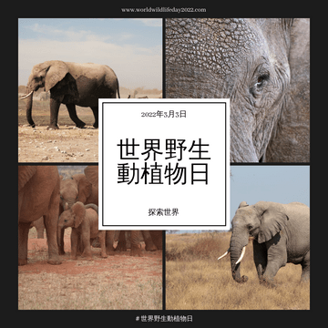 大象照片網格世界野生動物日Instagram帖子