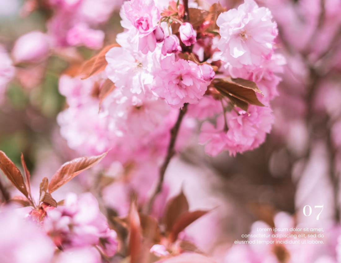 季节性照相簿 模板。Spring Day Seasonal Photo Book (由 Visual Paradigm Online 的季节性照相簿软件制作)