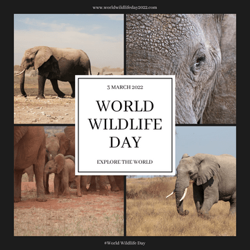 Instagram Post template: Elephant Photo Grid World Wildlife Day Instagram Post (Created by Visual Paradigm Online's Instagram Post maker)