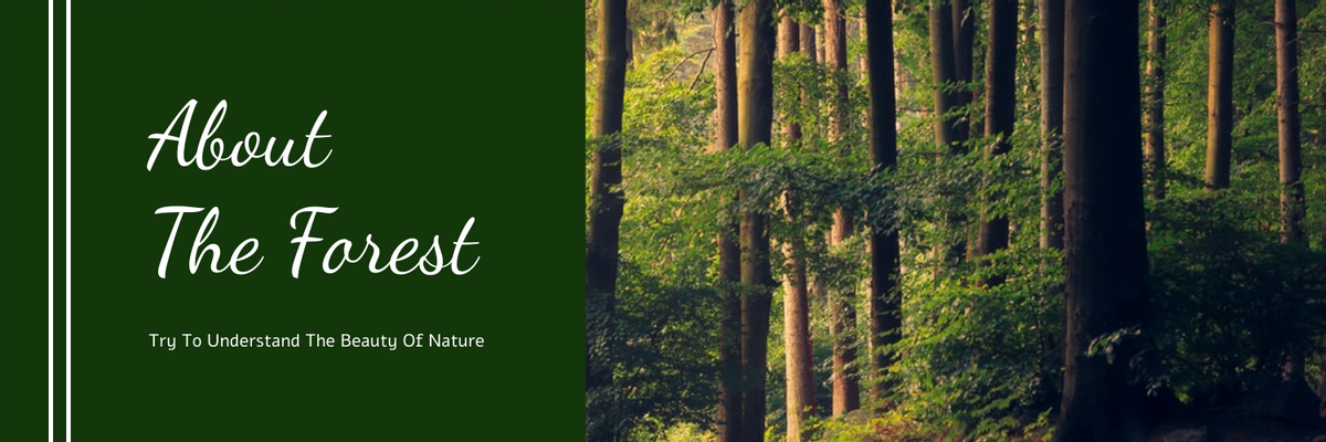About The Forest Twitter Header