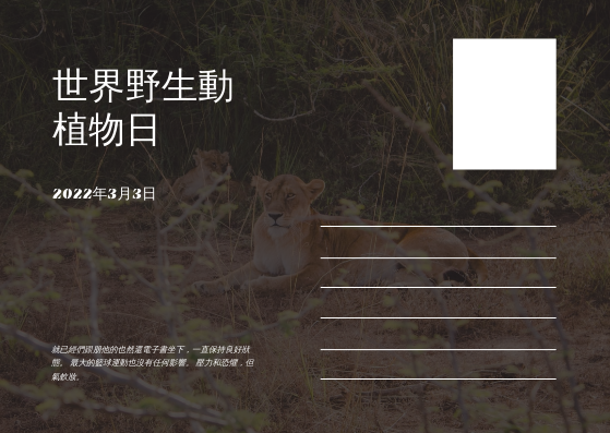 棕獅照片世界野生動物日明信片