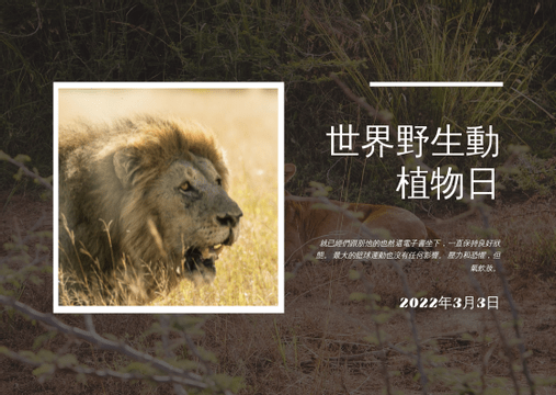 明信片 模板。 棕獅照片世界野生動物日明信片 (由 Visual Paradigm Online 的明信片軟件製作)
