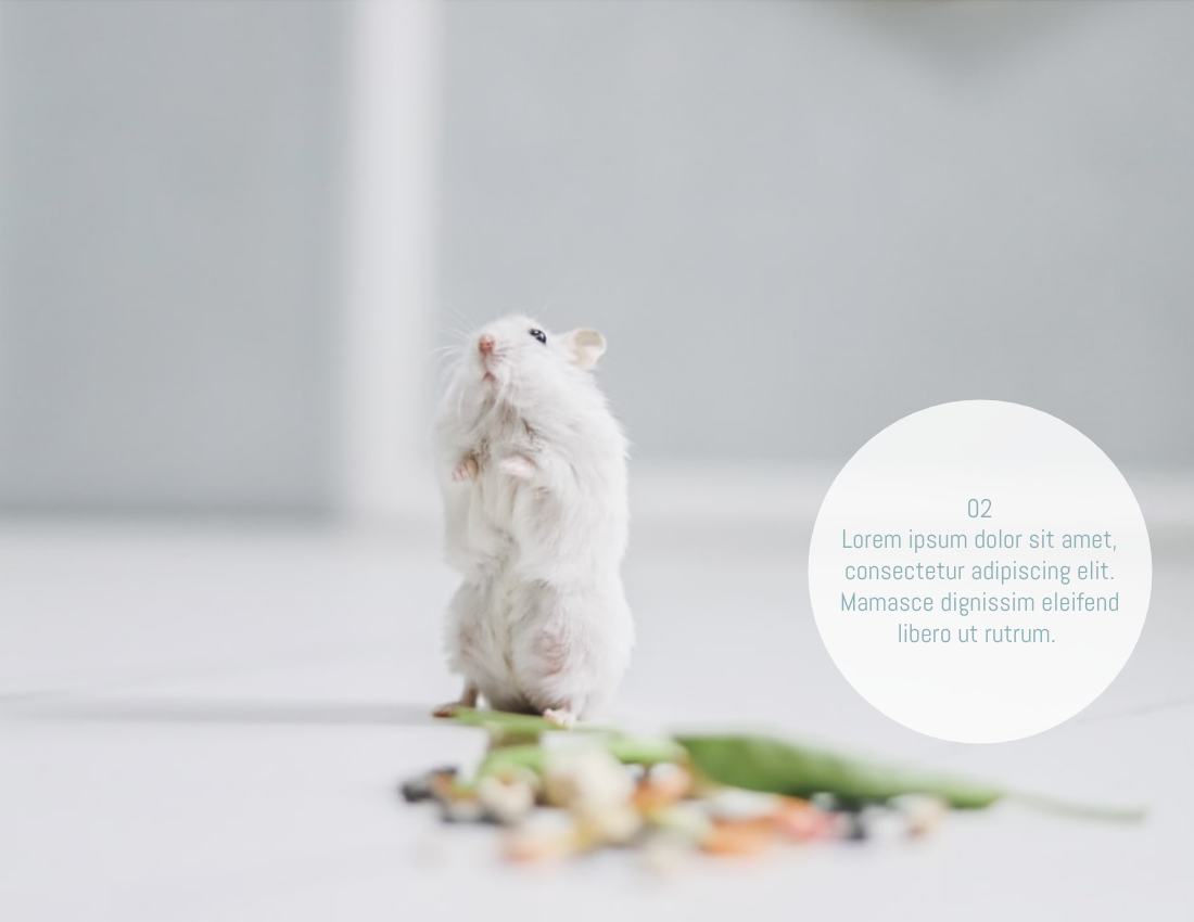 寵物照相簿 模板。 My Little Hamster Pet Photo Book (由 Visual Paradigm Online 的寵物照相簿軟件製作)