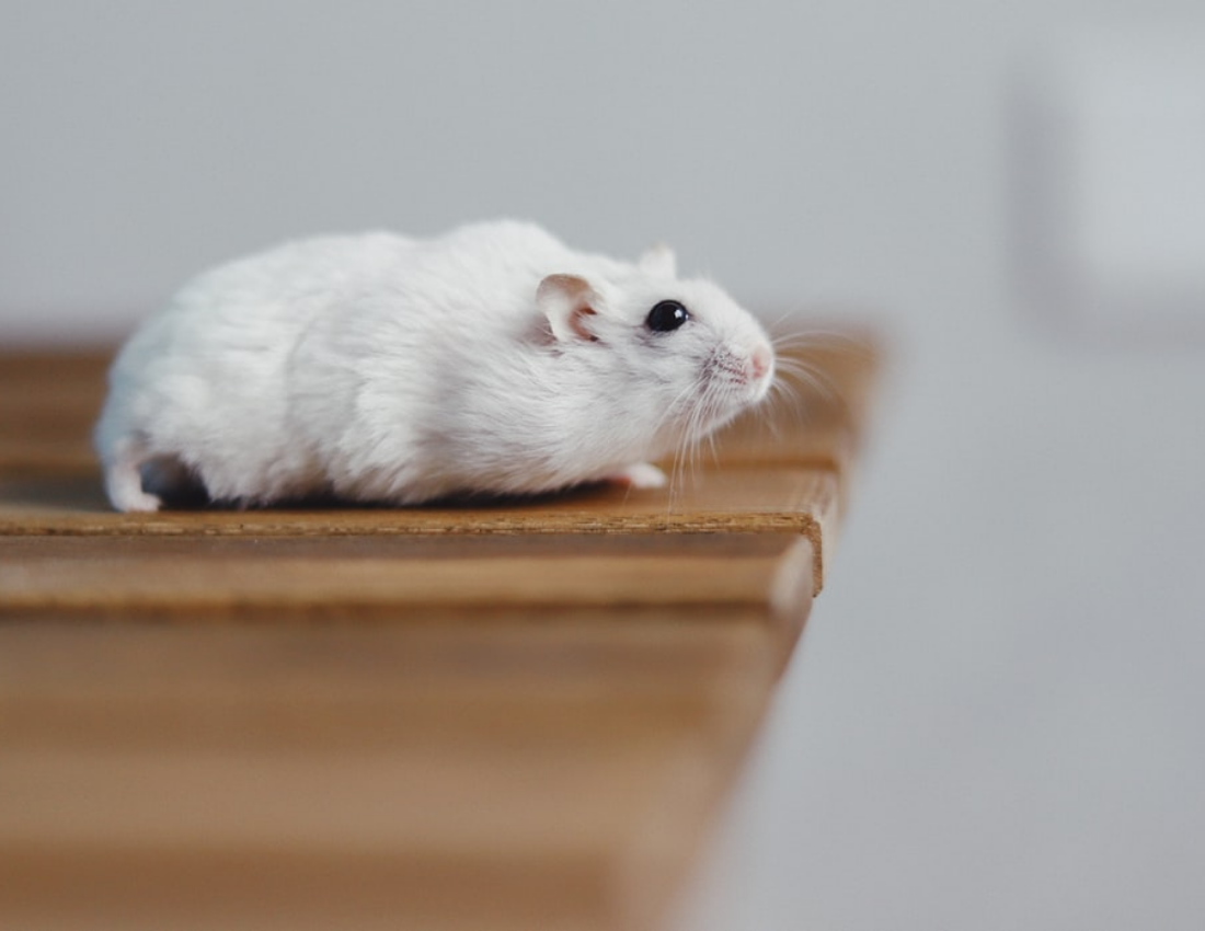 宠物照相簿 模板。My Little Hamster Pet Photo Book (由 Visual Paradigm Online 的宠物照相簿软件制作)
