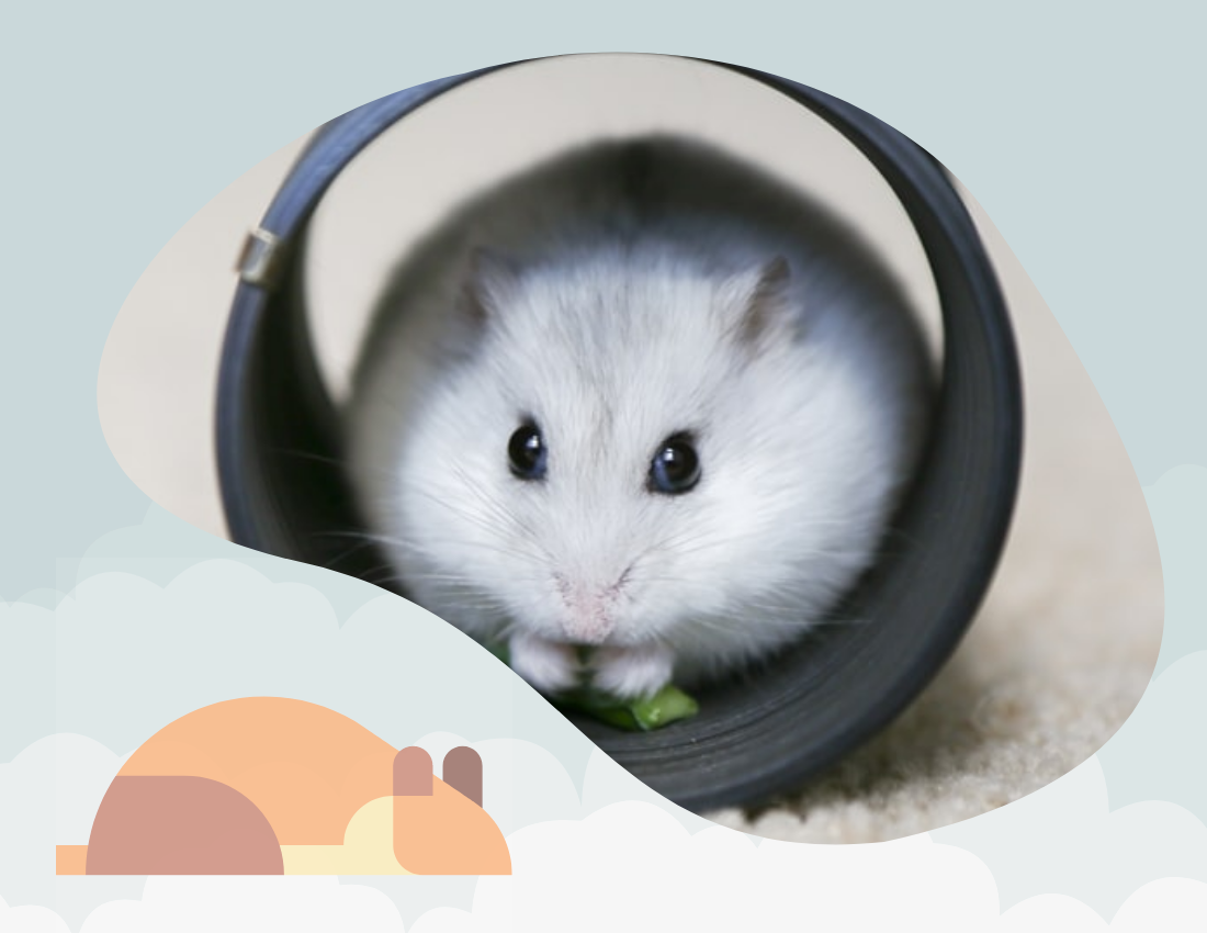 Pet Photo book template: My Little Hamster Pet Photo Book (Created by Visual Paradigm Online's Pet Photo book maker)