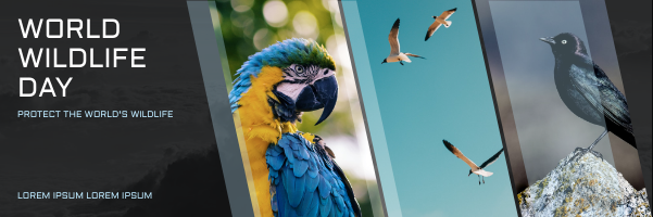 Email Header template: Birds Photos World Wildlife Day Email Header (Created by Visual Paradigm Online's Email Header maker)