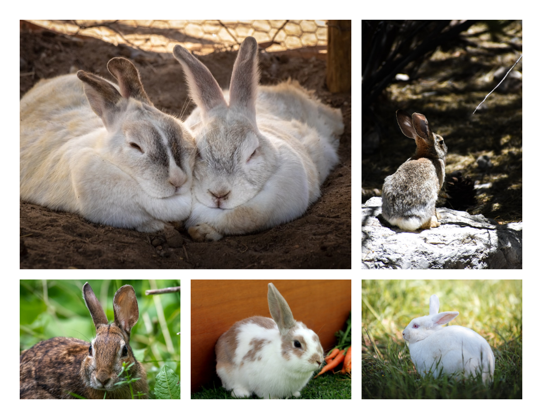 寵物照相簿 模板。 Lovely Rabbit Pet Photo Book (由 Visual Paradigm Online 的寵物照相簿軟件製作)