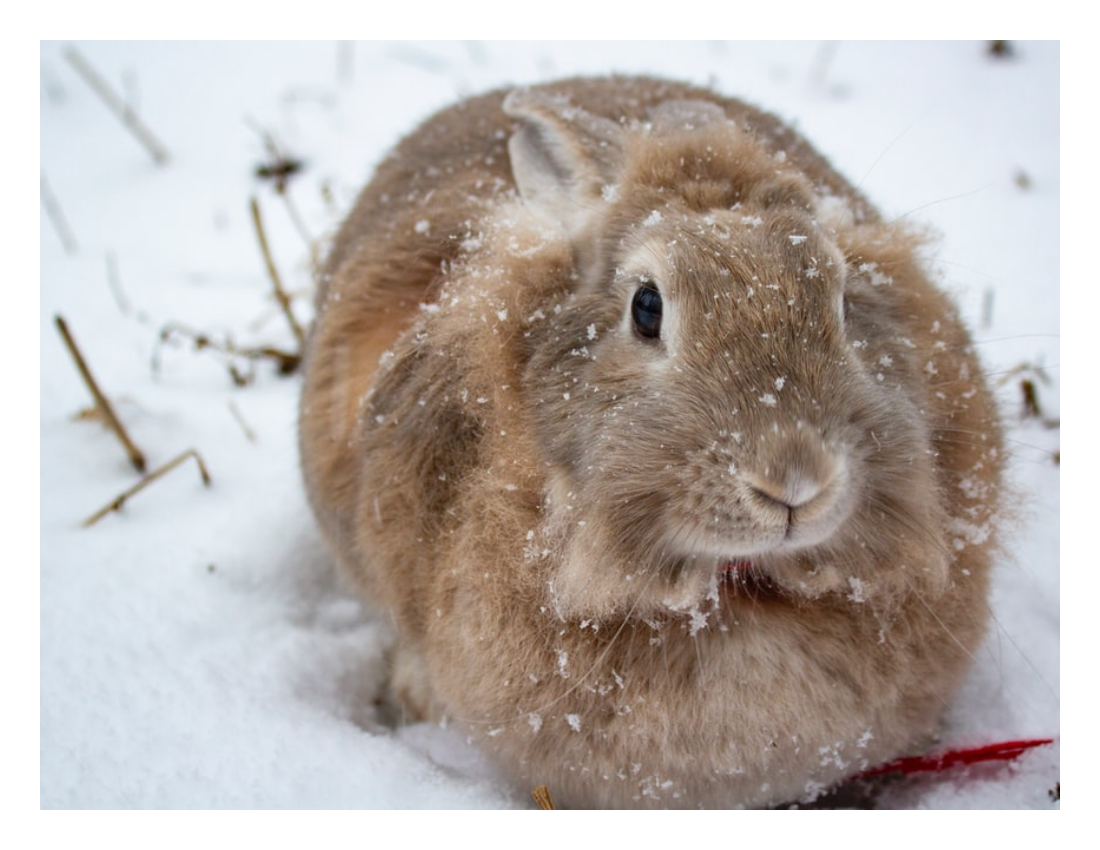 Lovely Rabbit Pet Photo Book