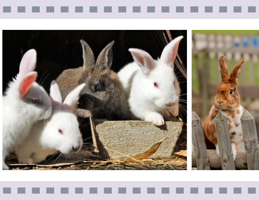 宠物照相簿 模板。Lovely Rabbit Pet Photo Book (由 Visual Paradigm Online 的宠物照相簿软件制作)