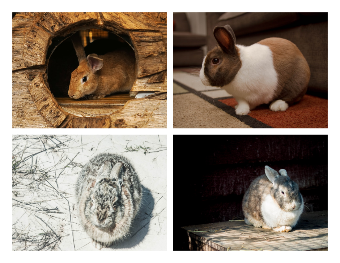 宠物照相簿 模板。Lovely Rabbit Pet Photo Book (由 Visual Paradigm Online 的宠物照相簿软件制作)
