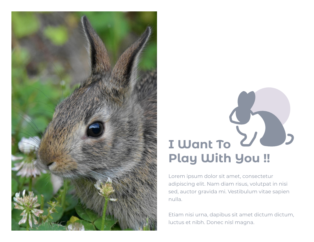 寵物照相簿 模板。 Lovely Rabbit Pet Photo Book (由 Visual Paradigm Online 的寵物照相簿軟件製作)