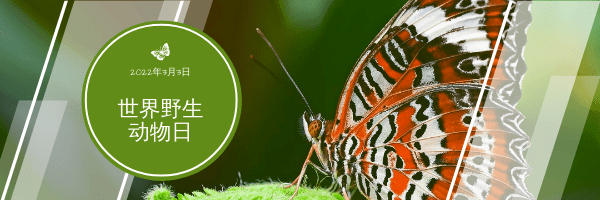 蝴蝶照片世界野生动物日电子邮件标题