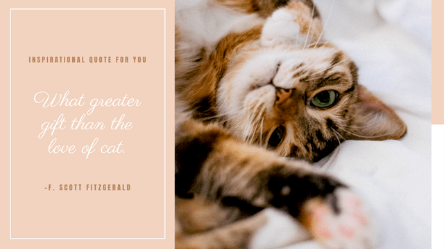 Editable twitterposts template:Inspirational Quote For Cats Twitter Post