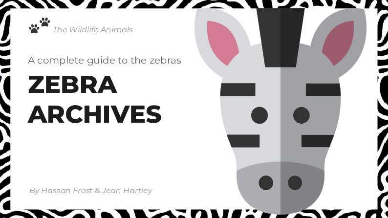 Zebra Archives