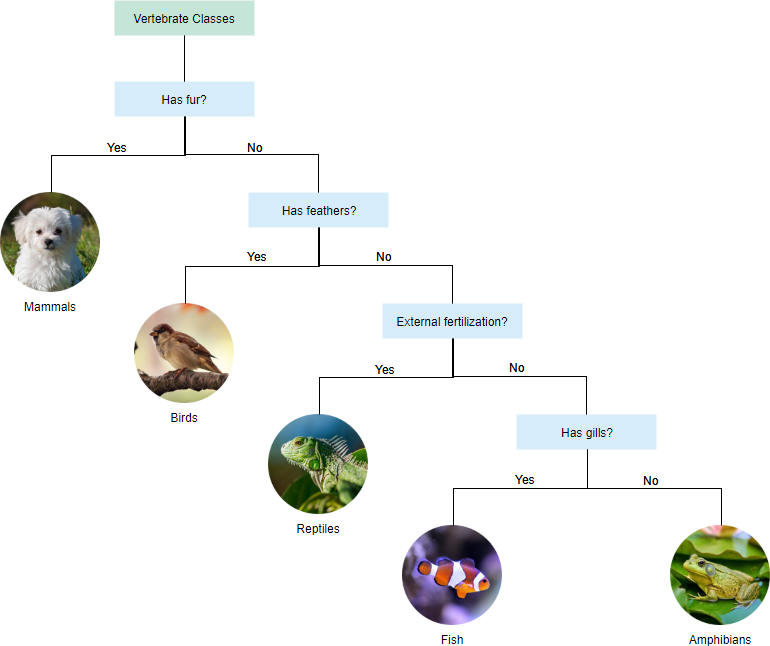 dichotomous key examples biology