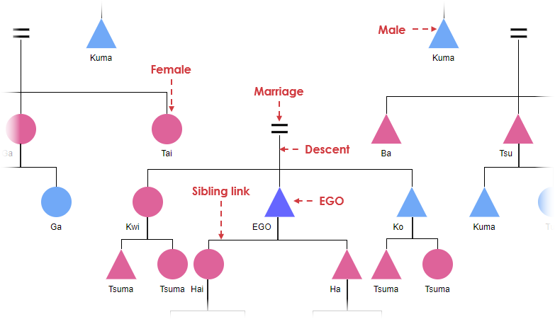 Kinship diagram example